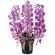 光触媒 人工観葉植物 造花 ロイヤル胡蝶蘭L (高さ76cm) (311A200)