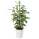 光触媒 人工観葉植物 造花 ディフェンバキア1.1 (高さ110cm) (426A175)