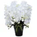 光触媒 人工観葉植物 造花 ロイヤル胡蝶蘭5本立W (高さ76cm) (532A300)
