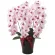 光触媒 人工観葉植物 造花 プレミアム胡蝶蘭5本立P (高さ75cm) (652K200)