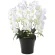 光触媒 人工観葉植物 造花 クイーン胡蝶蘭5本立W (高さ74cm) (654A150)