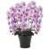光触媒 人工観葉植物 造花 クイーン胡蝶蘭5本立L (高さ74cm) (655A150)