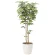 光触媒 人工観葉植物 造花 ケヤキ1.8 (高さ180cm) (807P470)