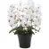 光触媒 人工観葉植物 造花 クイーン胡蝶蘭5本立W/AB (高さ74cm) (916A150)