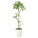 光触媒 人工観葉植物 造花 フレッシュパキラ1.3 (高さ130cm)
