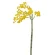 【2026年春】ミモザの束 (No181-13)