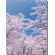 【2026年春】バックスクリーンシート 桜 (No181-3)