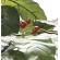 光触媒 人工観葉植物 造花 コーヒーツリー1.8 (高さ180cm) (2020A580)