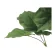 光触媒 人工観葉植物 造花 フィカスウンベラータ1.7 (高さ170cm) (2117R450)