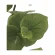 光触媒 人工観葉植物 造花 シ―グレ―プ1.2 (高さ120cm) (870K160)