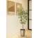 光触媒 人工観葉植物 造花 インテリアフレッシュアセビ1.7 (高さ170cm) (2520A350)