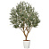 光触媒 人工観葉植物 造花 DXオリーブ2.5(組立式) (高さ250cm)