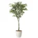 光触媒 人工観葉植物 造花 フィカスツリー1.65 (高さ165cm) (2435A290)
