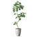 光触媒 人工観葉植物 造花 ナチュラルウンベラータ1.9(組立式) (高さ190cm) (2499A740)