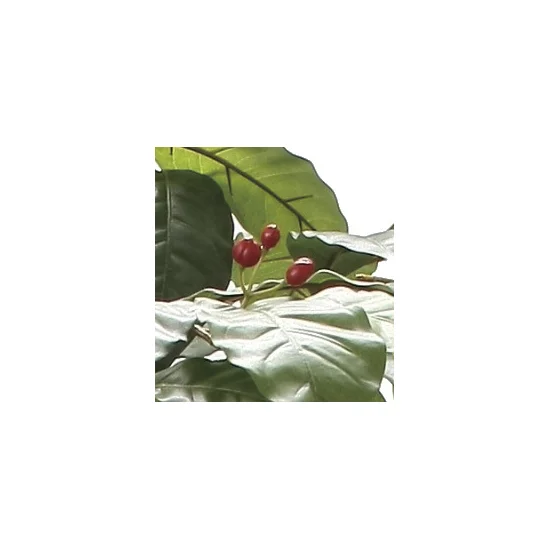 光触媒 人工観葉植物 造花 コーヒーツリー1.8 (高さ180cm) (2020A580)