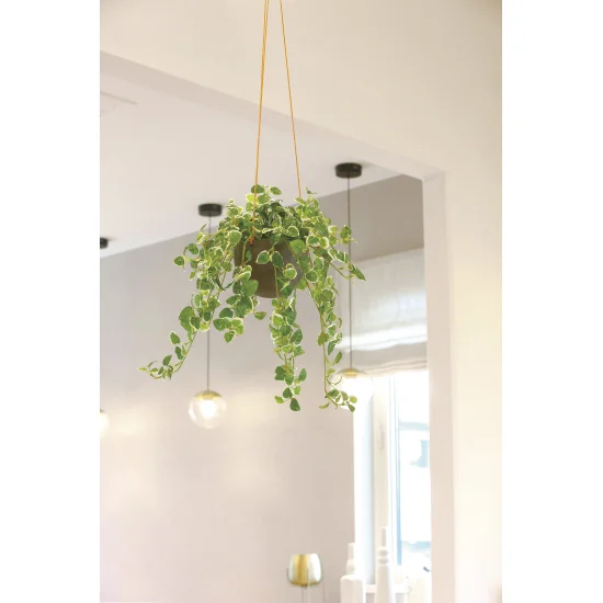 光触媒 人工観葉植物 造花 プミラハンギング (高さ110cm) (2583A150)