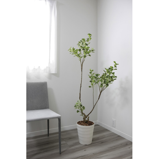 光触媒 人工観葉植物 造花 フィカストライアングル1.45 (高さ145cm) (2592A350)
