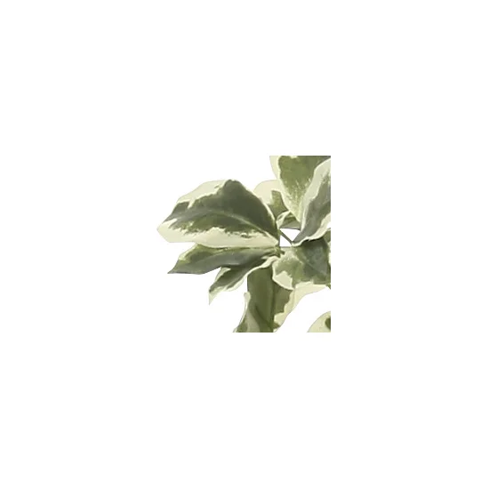 光触媒 人工観葉植物 造花 斑入りシェフレラ90 (高さ90cm) (733K160)