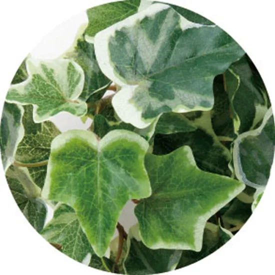 光触媒 人工観葉植物 造花 壁面緑化斑入りアイビー (高さ65cm) (441C70)