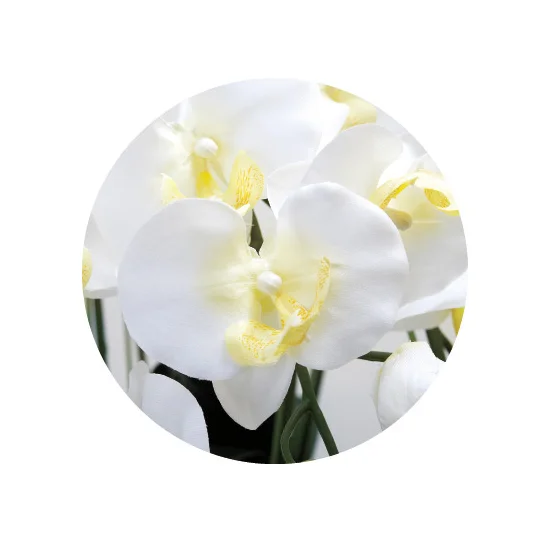 光触媒 人工観葉植物 造花 ロイヤル胡蝶蘭5本立W (高さ76cm) (532A300)