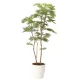 光触媒 人工観葉植物 造花 ねむの木1.6(ポリ製) (高さ160cm) (2105A360) 160cm