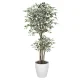 光触媒 人工観葉植物 造花 トロピカルベンジャミン斑入り 1.6 (高さ160cm) (166Ｋ480) 160cm