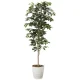 光触媒 人工観葉植物 造花 ベンジャミン1.8 (高さ180cm) (2014A300) 180cm