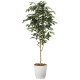 光触媒 人工観葉植物 造花 ベンジャミン1.6 (高さ160cm) (2015A250)