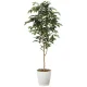 光触媒 人工観葉植物 造花 ベンジャミン1.6 (高さ160cm) (2015A250) 160cm