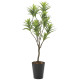 光触媒 人工観葉植物 造花 フレッシュドラセナ1.8 (高さ180cm) (2016R400)
