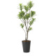 光触媒 人工観葉植物 造花 フレッシュドラセナ1.45 (高さ145cm) (2017A300)