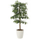 光触媒 人工観葉植物 造花 アルデシア(万両)90 (高さ90cm) (2032A140)