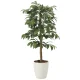 光触媒 人工観葉植物 造花 アルデシア(万両)90 (高さ90cm) (2032A140) 90cm