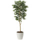 光触媒 人工観葉植物 造花 アルデシア(万両)1.6 (高さ160cm) (2034A300)