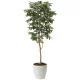 光触媒 人工観葉植物 造花 アルデシア(万両)1.6 (高さ160cm) (2034A300) 160cm