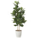 光触媒 人工観葉植物 造花 カシワバゴム1.6 (高さ160cm) (2126A380)