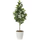 光触媒 人工観葉植物 造花 フレッシュマネーツリー1.15 (高さ115cm) (2222A150) 115cm