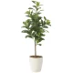 光触媒 人工観葉植物 造花 フレッシュマネーツリー90 (高さ90cm) (2224A120) 90cm