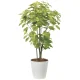 光触媒 人工観葉植物 造花 ペリーラ1.0 (高さ100cm) (2225A150) 100cm