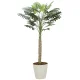 光触媒 人工観葉植物 造花 セローム1.8 (高さ180cm) (2312A300) 180cm