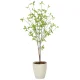 光触媒 人工観葉植物 造花 クロモジ1.2 (高さ120cm) (2324A200) 120cm