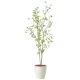 光触媒 人工観葉植物 造花 クロモジ1.6 (高さ160cm) (2415A260) 160cm