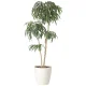 光触媒 人工観葉植物 造花 DXショウナンゴム1.8 (高さ180cm) (2417A500) 180cm