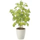 光触媒 人工観葉植物 造花 バウヒニア70 (高さ70cm) (2431A120) 70cm