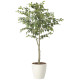 光触媒 人工観葉植物 造花 フィカスツリー1.85(組立式) (高さ185cm) (2438A430)