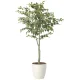 光触媒 人工観葉植物 造花 フィカスツリー1.85(組立式) (高さ185cm) (2438A430) 185cm