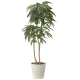 光触媒 人工観葉植物 造花 アムステルラバーキング1.8 (高さ180cm) (2440A500) 180cm