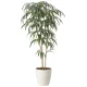 光触媒 人工観葉植物 造花 ショウナンゴム1.6 (高さ160cm) (2454A400) 160cm