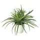 光触媒 人工観葉植物 造花 ドラセナ (高さ32cm) (245K45) 32cm