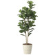 光触媒 人工観葉植物 造花 カシワバゴム1.8 (高さ180cm) (2466A430)